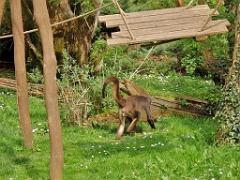 149 BIO PARC DE DOUE LA FONTAINE 7- 2016_000048